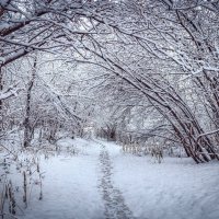 Первый снег :: Виктор Садырин