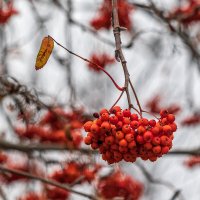 Рябина в ноябре. :: Анатолий. Chesnavik.