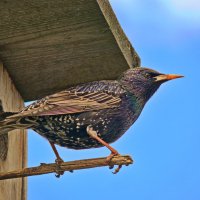 Скворец. :: Анатолий Борисов