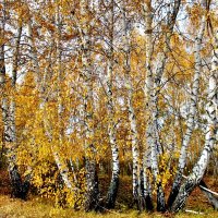 Мои любимые подружки. :: Восковых Анна Васильевна 