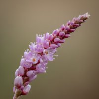 Горец щавелелистный,горец развесистый,(Persicaria lapathifólia). :: Александр Григорьев