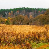 Осень в октябре (репортаж из поездок по области) :: Милешкин Владимир Алексеевич 