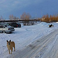 Декабрь. У реки.Бродячие собаки! :: Владимир 