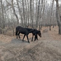 Кони в осеннем лесу :: Андрей Хлопонин