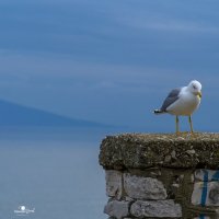 Любопитство... :: Кръстьо Шилев