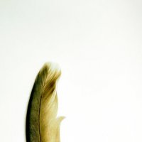 Feather photography :: MAHMOOD • iNKSTECHSHUB PHOTOGRAPHY ÉmerveillerDesignLab