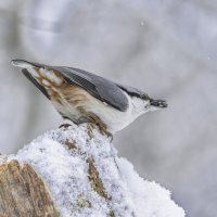 поползень :: юрий макаров