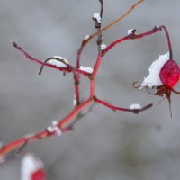 витаминчики для птичек :: леонид логинов