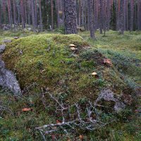 Карельский ландшафт :: Анастасия Софронова