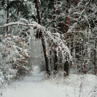 Сегодняшняя природа 5 :: Александр Прокудин