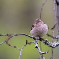 Птицы Петергофа :: Владимир Лазарев