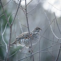 Рябчик (Tetrastes bonasia). Птицы Сибири. :: Вадим Басов