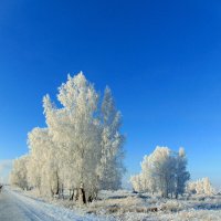 Встречаем белую зиму. :: nadyasilyuk Вознюк