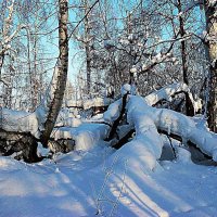 Январь...Таежные крепи на левом берегу Юганской Оби! :: Владимир 