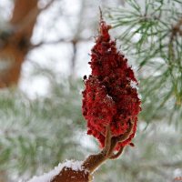 Из жизни сумаха... :: Андрей Заломленков