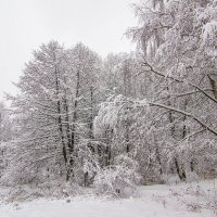 Белоснежье. :: Петр Беляков