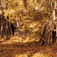 Осенний лес в Горах :: Игорь Сикорский