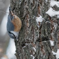 Поползень. :: Виктор Иванович Чернюк