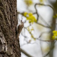 Пищуха :: Владимир Лазарев