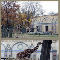 Берлинский зоопарк. Жирафы :: Ольга Довженко