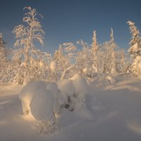 Солнечный лес :: Анатолий Гордиенко