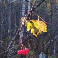 Ягодная тема :: Сергей Никифоров