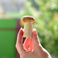 Белый гриб :: Kamillka 