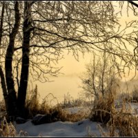 Холодно берёзкам :: Василий Хорошев