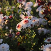 Цветы в режимное время 2 :: Ксения Персиянова