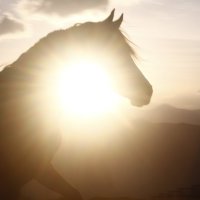 Солнечный конь :: Катарина Ка