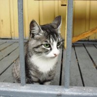 Чернобыльский кот :: Милада 