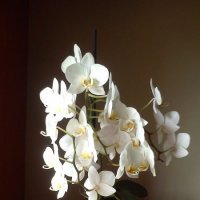 орхидея :: Ninon 