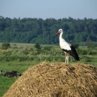 В лучах утреннего солнца :: Stepan 