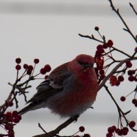 Птичка кушает ягодки (Холодно капец) :: woodmin 