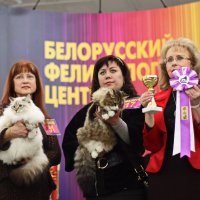 На выставке кошек в Минске. :: Nonna 