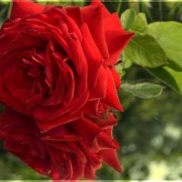 Роза с отражением :: galina tihonova