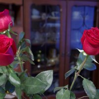 Три розы :: Владимир Нев