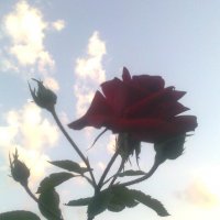роза на фоне неба :: Дарья Неживая