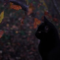 Мій котик і осінь :: Наталия 