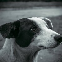 Dog :: Никита Тафийчук