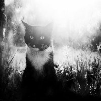черно-белый кот :: Ирина Осерцова