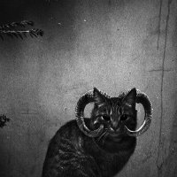 Кошка из глубин Ада :: Настя Емельянцева