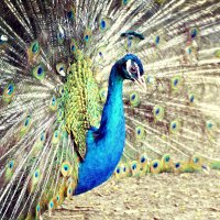 peacock :: Юлиана 