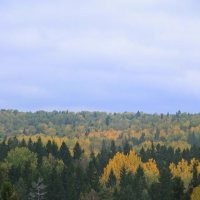Осенний лес :: Вероника Шелкова