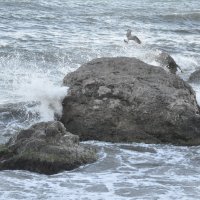 море волнуется,чайки волнуются.. :: вадим измайлов