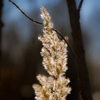 Опора :: Алексей (АСкет) Степанов