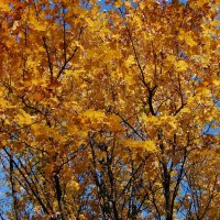 Осенняя листва :: Екатерина Соаха