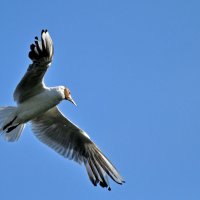 Where will I fly? :: Roman Ilnytskyi