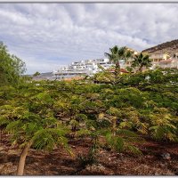 Tenerife, Costa Adeje. :: Jossif Braschinsky