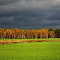 Берёзовая роща :: Олег Самотохин